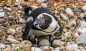 African Penguin - Dyer Island